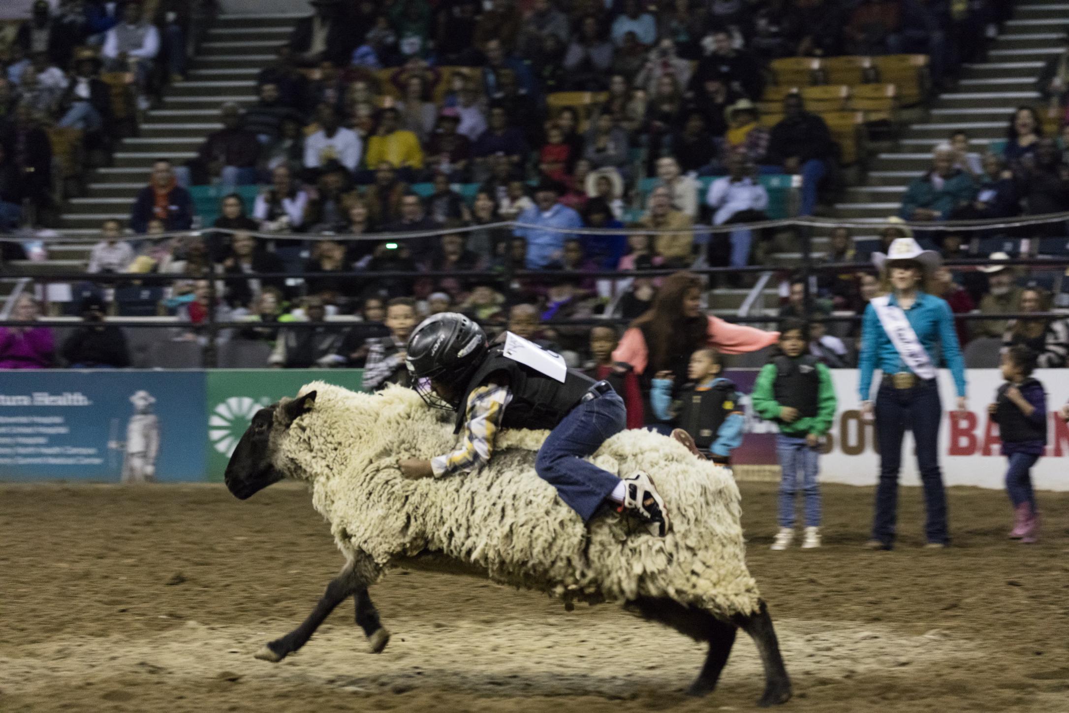 A young rider wearing a helmet and protective vest rides a sheep during mutton busting